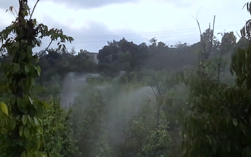 Hướng Dẫn Phòng bệnh cho cây sầu riêng trong mùa khô hạn