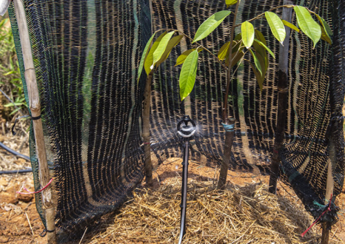 LƯỢNG NƯỚC TƯỚI CHO CÂY SẦU RIÊNG 