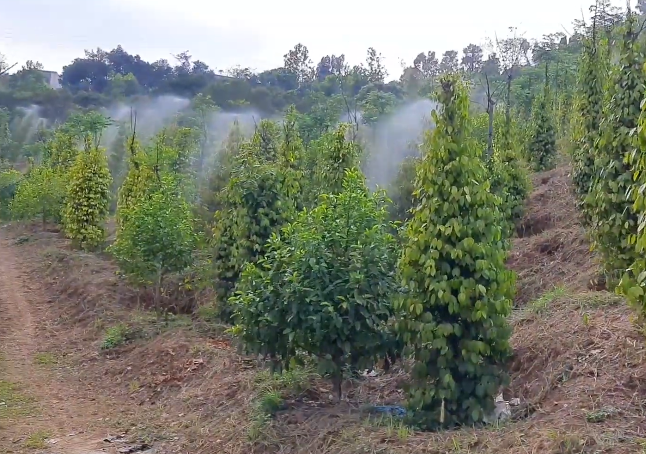 Béc Xịt Tán Lá Và Ngọn Cho Cây Sầu Riêng