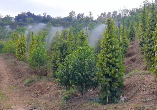 Béc Phun Thuốc Cho Sầu Riêng