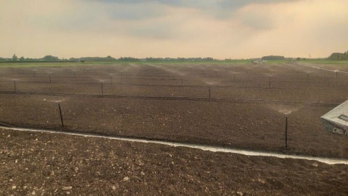 Hướng Dẫn Cách Lắp Đặt Hệ Thống Tưới Cho Vườn Dâu Má  