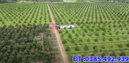 CÁCH CHỌN BÉC TƯỚI PHUN MƯA ĐÚNG CÁCH CHO CÂY SẦU RIÊNG