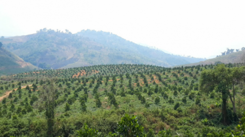 BÉC TƯỚI PHUN MƯA  CHO CÂY SẦU RIÊNG  TRÊN  ĐỊA HÌNH DỐC TẠI ĐĂK NÔNG