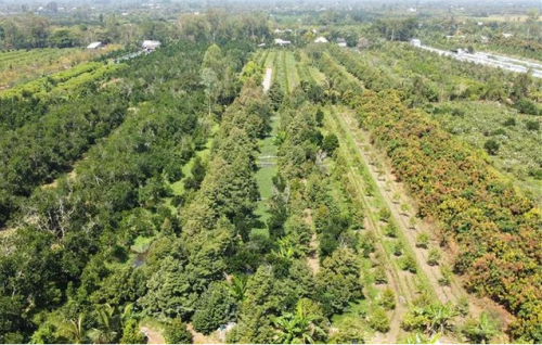 BÉC TƯỚI CÂY SẦU RIÊNG  GIÁ RẺ THỊ XÃ CAI LẬY TIỀNG GIANG